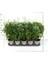 Videolu Çin Yasemini Kokulu Beyaz Renkli (20 60 cm) 1 Adet Saksılı Fidan Jasminum Polyanthum Jasmine 4