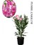 Pembe Renk Zakkum Çiçeği Fidanı 1 Adet Saksılı 30-60 cm Yaz Çiçeği 1