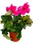 Sıklamen Çiçeği Pembe - Cyclamen 20-30 cm Hediyelik Çiçek 1