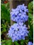 Formlu Mavi Yasemin Çiçeği 1 Adet Saksılı 30-60 cm Dış Mekan Bitkisi(Plumbago) 1