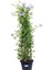 Formlu Mavi Yasemin Çiçeği 1 Adet Saksılı 30-60 cm Dış Mekan Bitkisi(Plumbago) 3