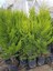 Videolu Limon Selvi (30 - 40 cm)10 Adet Tüplü Dış Mekan Bitkisi Cupressus Macrocarpa Goldcrest 2