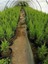 Videolu Limon Selvi (30 - 40 cm)10 Adet Tüplü Dış Mekan Bitkisi Cupressus Macrocarpa Goldcrest 3