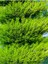 Videolu Limon Selvi (30 - 40 cm)10 Adet Tüplü Dış Mekan Bitkisi Cupressus Macrocarpa Goldcrest 4