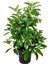 Kartopu Viburnum Lucidum 1 Adet 40-60 cm Saksılı Dış Mekan Bahçe Peyzaj Çit Bitkisi 1