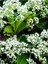 Kartopu Viburnum Lucidum 1 Adet 40-60 cm Saksılı Dış Mekan Bahçe Peyzaj Çit Bitkisi 3