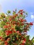 Videolu Fırça Çalısı Çiçeği (30 60 cm)2 Adet Dolgun Formlu Dış Mekan Bitkisi Callistemon Laevis 3