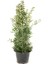 Videolu Fırça Çalısı Çiçeği (30 60 cm)2 Adet Dolgun Formlu Dış Mekan Bitkisi Callistemon Laevis 4