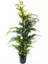 Videolu Favori Leylandi Çam Fidanı (70-100 cm)1 Adet Saksılı Dış Mekan Cupressocyparis Leylandii 1