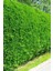 Videolu Favori Leylandi Çam Fidanı (70-100 cm)1 Adet Saksılı Dış Mekan Cupressocyparis Leylandii 4