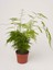 Formlu Tül Kuşkonmaz Çiçeği Asparagus Setaceus 1 Adet Saksılı 15-30 cm 3