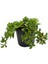 Pink Delosperma Buz Çiçeği 10 Adet Tüplü 10-20 cm 4