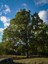 Videolu Çınar Ağacı Fidanı (Doğu Çınarı) (80 90 cm)4 Adet Tüplü Dış Mekan (Platanus Orientalis) 1