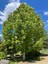 Videolu Çınar Ağacı Fidanı (Doğu Çınarı) (80 90 cm)4 Adet Tüplü Dış Mekan (Platanus Orientalis) 2