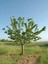Videolu Çınar Ağacı Fidanı (Doğu Çınarı) (80 90 cm)4 Adet Tüplü Dış Mekan (Platanus Orientalis) 3
