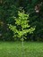 Videolu Çınar Ağacı Fidanı (Doğu Çınarı) (80 90 cm)4 Adet Tüplü Dış Mekan (Platanus Orientalis) 4