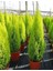 Videolu Limoni Servi Çam Fidanı Salon Çamı (30 - 40 cm) 1 Adet Saksılı Cupressus Macrocarpa 2