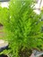 Videolu Limoni Servi Çam Fidanı Salon Çamı (30 - 40 cm) 1 Adet Saksılı Cupressus Macrocarpa 4