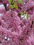 Pembe Zakkum Fidanı 1 Adet Saksılı 30-60 cm- Erguvan Ağacı 1 Adet 40-70 cm 4