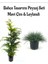 Mavi Çim 1 Adet Saksılı (10-20 cm)+Leylandı Çam(30-60 cm) 1 Adet Bahçe Seti 1