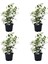 Videolu Mis Kokulu 4 Adet Arap Yasemini 40-60 cm Saksılıtüplü (Arabian Jasmine Sapling) 1