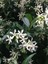 Videolu Mis Kokulu 4 Adet Arap Yasemini 40-60 cm Saksılıtüplü (Arabian Jasmine Sapling) 2