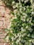 Videolu Mis Kokulu 4 Adet Arap Yasemini 40-60 cm Saksılıtüplü (Arabian Jasmine Sapling) 3