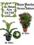 Manolya Ağacı 1 Adet Saksılı+Kırmızı Zakkum1 Adet Saksılı Bahçe Seti(Nerium Oleander ) 1