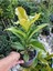 Manolya Ağacı 1 Adet Saksılı+Kırmızı Zakkum1 Adet Saksılı Bahçe Seti(Nerium Oleander ) 2