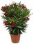 Manolya Ağacı 1 Adet Saksılı+Kırmızı Zakkum1 Adet Saksılı Bahçe Seti(Nerium Oleander ) 3