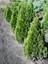 Videolu Leylandi Çit Bitkisi (10 30 cm) 5 Adet Saksılı/Tüplü Dış Mekan Ağaç Cupressocyparis Leylandii 3