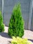 Videolu Leylandi Çit Bitkisi (10 30 cm) 5 Adet Saksılı/Tüplü Dış Mekan Ağaç Cupressocyparis Leylandii 4