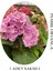 Pembe Renk Ortanca Çiçeği 1 Adet Saksılı/Tüplü 20-30 cm Çiçekli Bitki 1