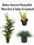Mavi Çim 1 Adet Saksılı (10-20 cm)+Altuni Taflan(20-40 cm)+Leylandı Çam 1 Adet Bahçe Seti 1