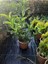 Kartopu Viburnum Lucidum 1 Adet 50-70 cm Saksılı Dış Mekan Bahçe Peyzaj Çit Bitkisi 1