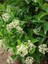Kartopu Viburnum Lucidum 1 Adet 50-70 cm Saksılı Dış Mekan Bahçe Peyzaj Çit Bitkisi 3