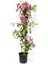 Hedera Helix Sarmaşığı+ Pembe Begonvil+ Itır Çiçeği Hediyeli 2