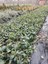 Kartopu Viburnum Lucidum 1 Adet 60-80 cm Saksılı Dış Mekan Bahçe Peyzaj Çit Bitkisi 2