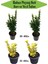 Bahçe Peyzaj Seti 2 Adet Yeşil+2 Adet Sarı Taflan Fidanı 1