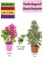 Beyaz Alacalı Benjamin Bitkisi+ Pembe Bodur Begonvil+ Itır Çiçeği Hediyeli 1
