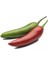 İthal Jalapeno Kırmızı Acı Meksika Biberi Tohumu 5 Adet Tohum 1
