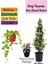 Mis Kokulu Arap Yasemini+Alacalı Hedera Helix Sarmaşığı+Telgraf Çiçeği Hediye 3'lü Set 1
