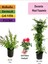 Mavi Yasemin+ Duranta+ Pembe Gül Fidanı 1