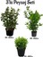 Viburnum(Kartopu) Fidanı+Defne Fidanı+Çalı Şimişiri 3'lü Bahçe Peyzaj Seti 1