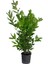 Viburnum(Kartopu) Fidanı+Defne Fidanı+Çalı Şimişiri 3'lü Bahçe Peyzaj Seti 3