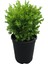 Viburnum(Kartopu) Fidanı+Defne Fidanı+Çalı Şimişiri 3'lü Bahçe Peyzaj Seti 4