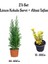 Limon Kokulu Servi Ağacı Fidanı+ Altuni Taflan 2'li Set Saksılı Dış Mekan Bitkisi 1
