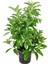 Viburnum Kartopu Çiçeği Fidanı+Altuni Taflan 2'li Bahçe Seti Dış Mekan Bitkileri 2