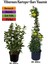 Viburnum Kartopu Çiçeği Fidanı +Sarı Yasemin Çiçeği Fidanı 2'li Bahçe Seti 1