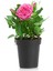 Pembe Gül Fidanı+ Kurdele Çiçeği (10-20 cm) Saksılı Dış Mekan Bitkileri 2